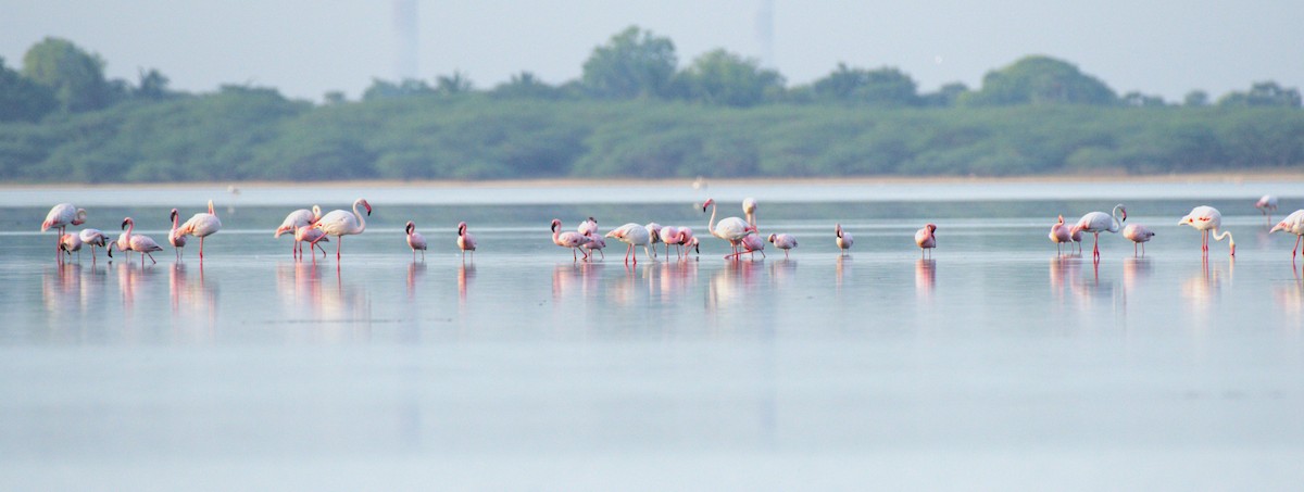 Lesser Flamingo - Dr.sravan Juturi