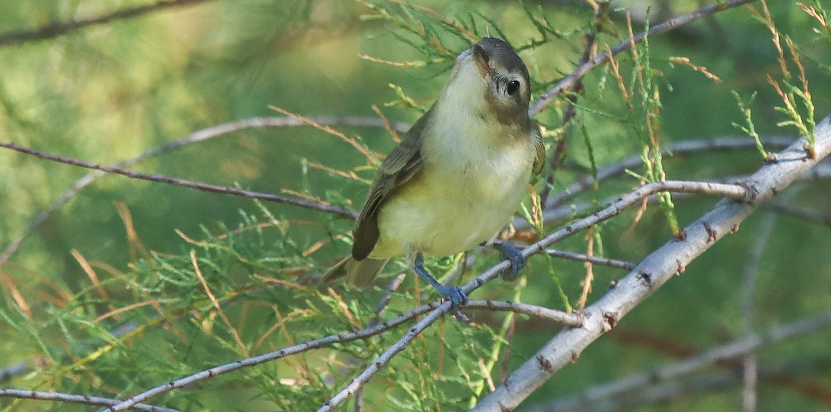 Warbling Vireo - ML608613401