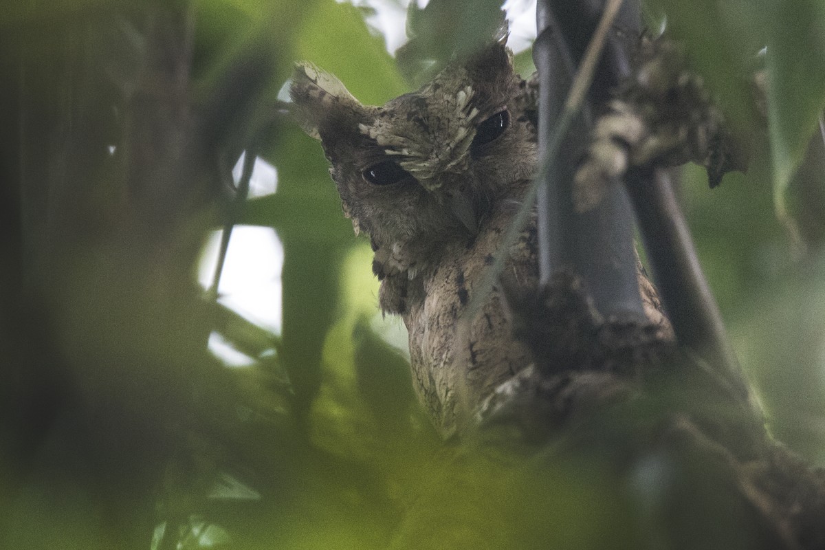 Collared Scops-Owl - ML608613417