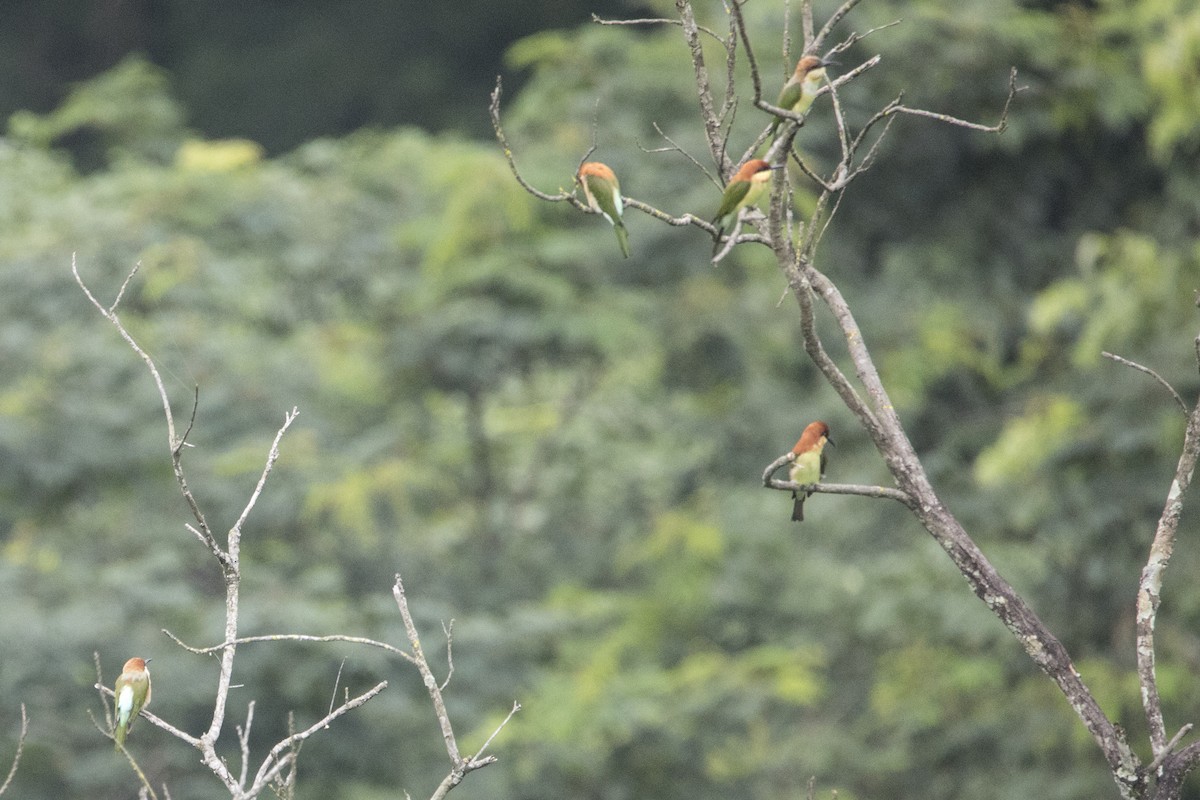 Chestnut-headed Bee-eater - ML608613432