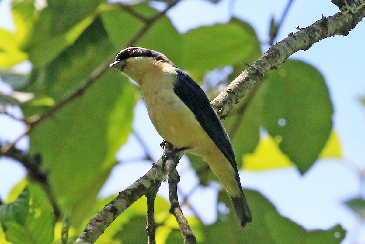 Fawn-breasted Tanager - ML608613478