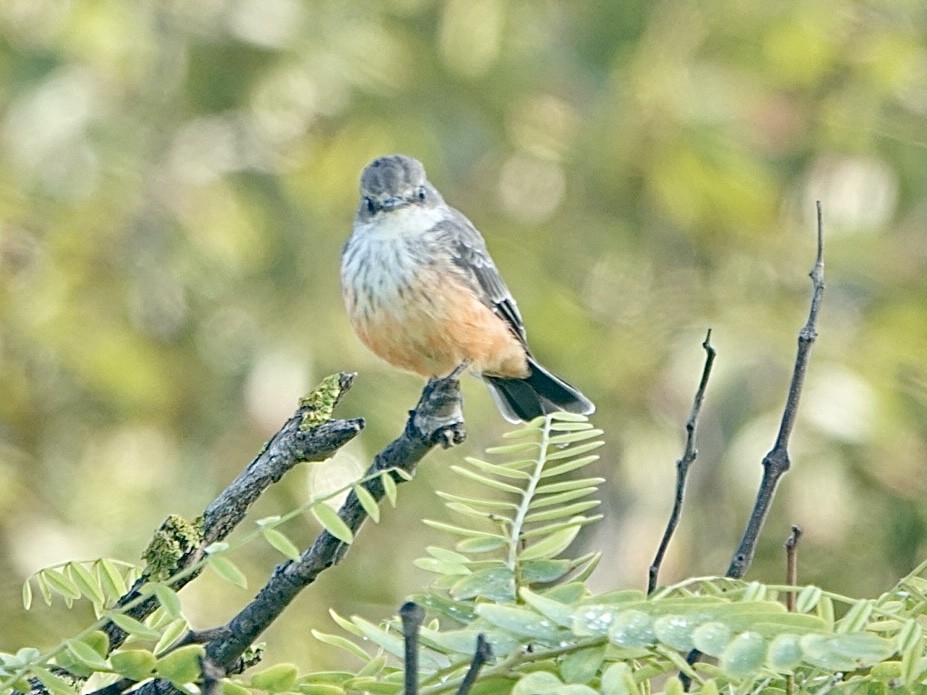 Vermilion Flycatcher - ML608613526