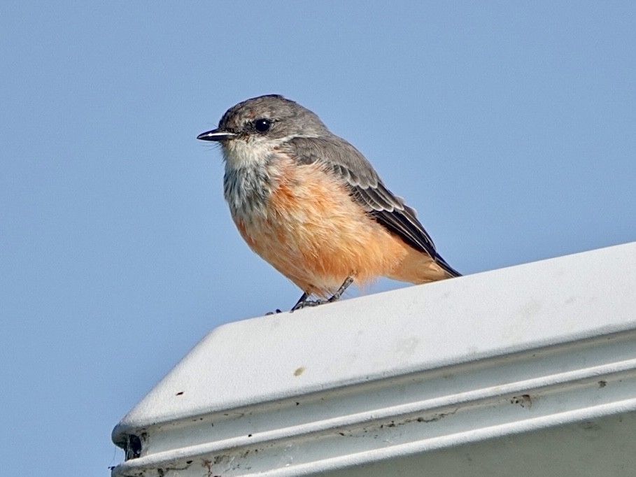 Vermilion Flycatcher - ML608613527