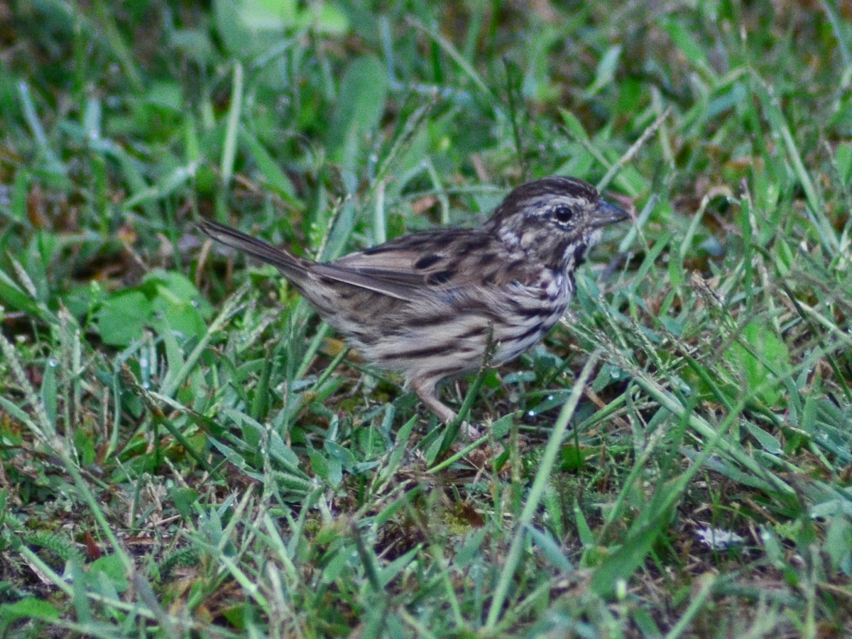 Song Sparrow - Thomas Fuller