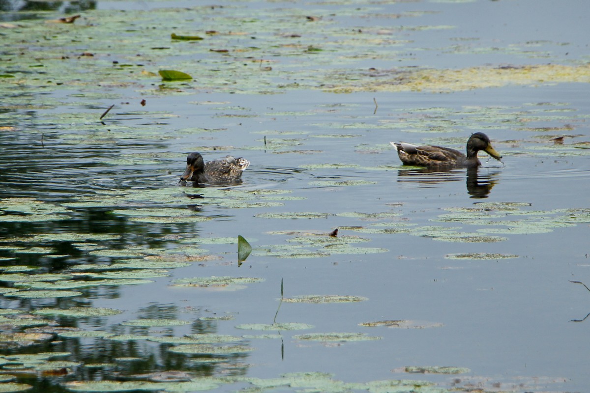 Canard colvert - ML608613540