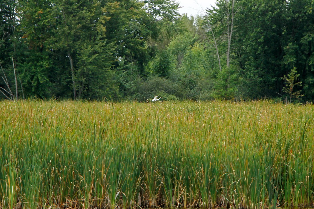 Great Egret - Nathan Murnaghan