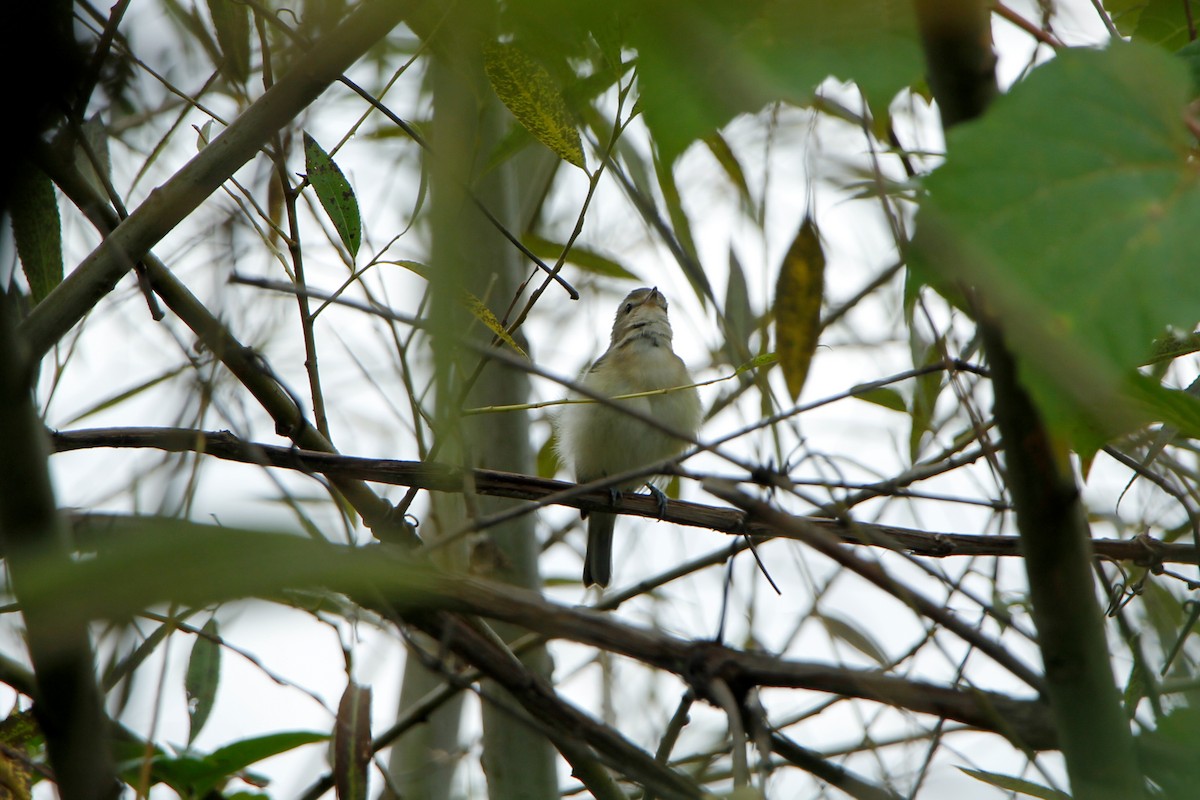 Warbling Vireo - ML608613547