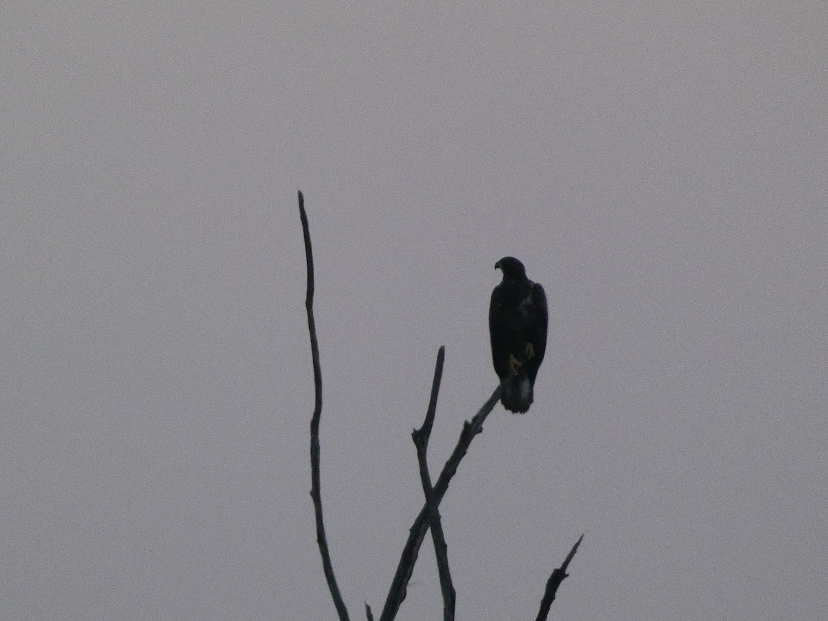 Bald Eagle - Josh Matlock