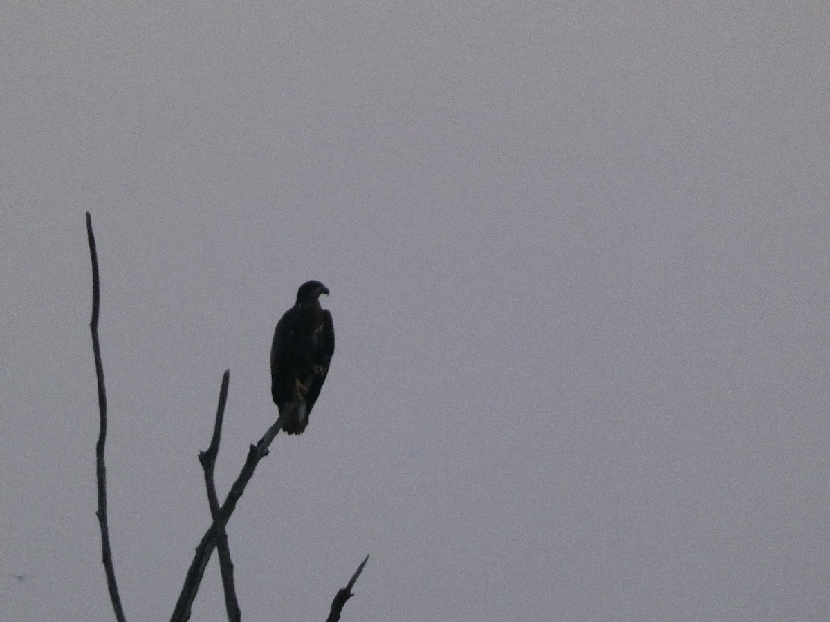 Bald Eagle - Josh Matlock