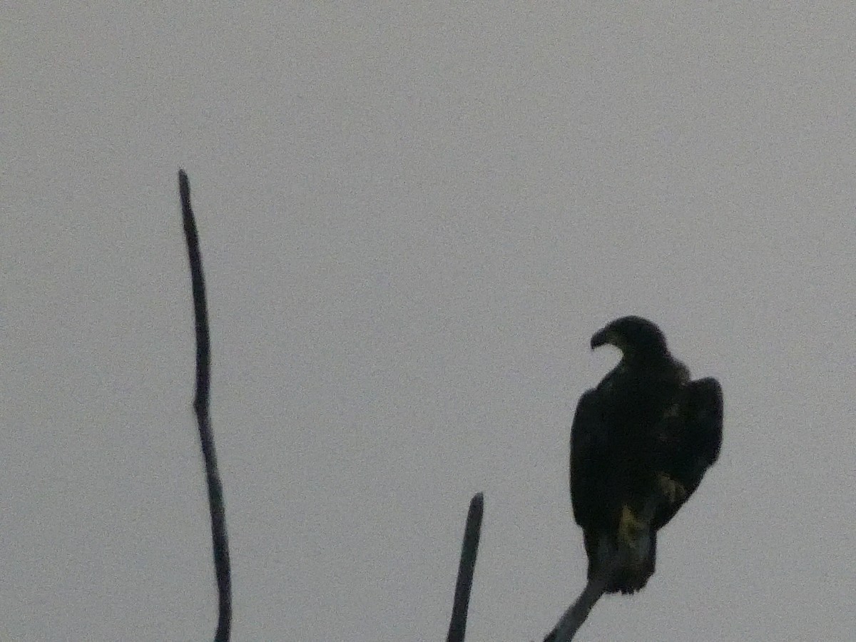 Bald Eagle - Josh Matlock