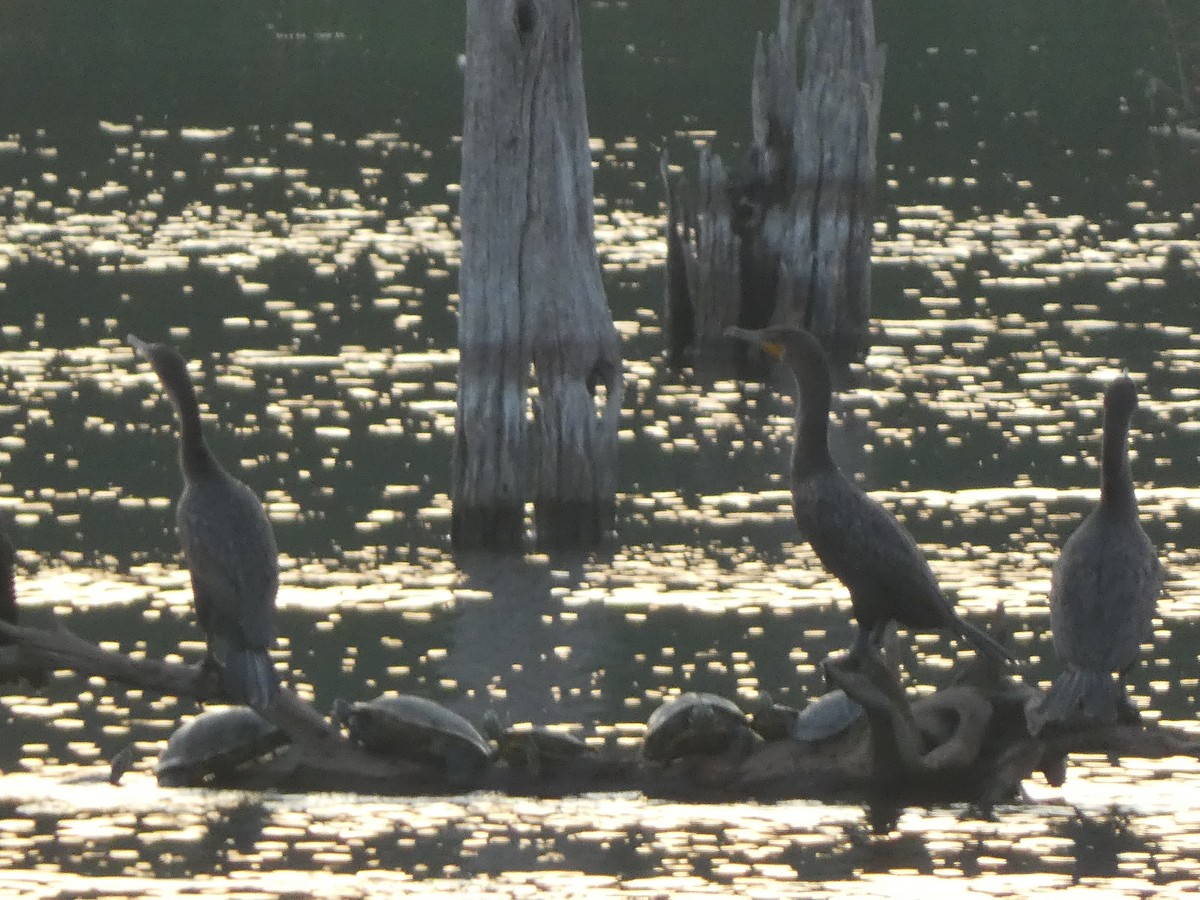 Double-crested Cormorant - Josh Matlock