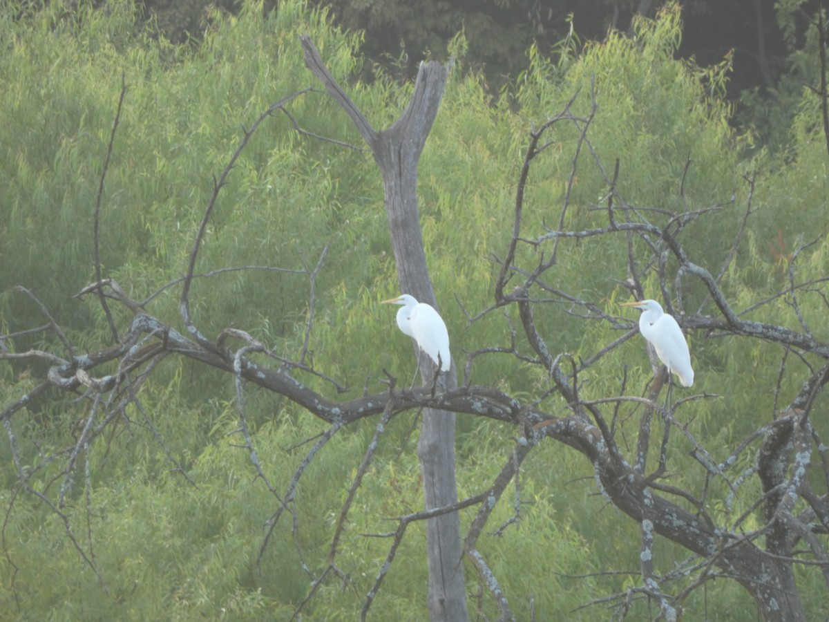 Great Egret - ML608613572