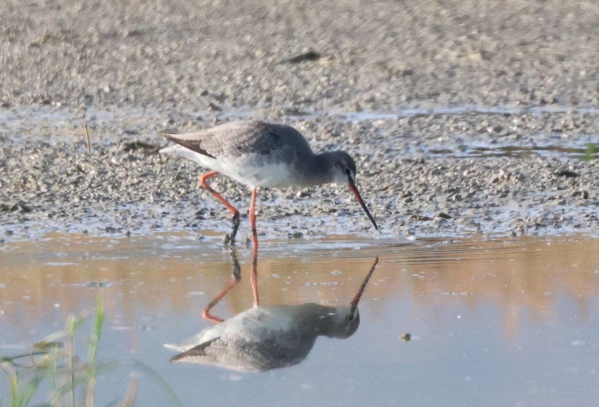 Spotted Redshank - ML608613585