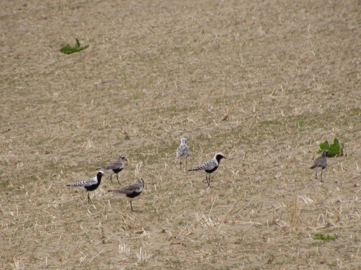 Black-bellied Plover - ML608613596