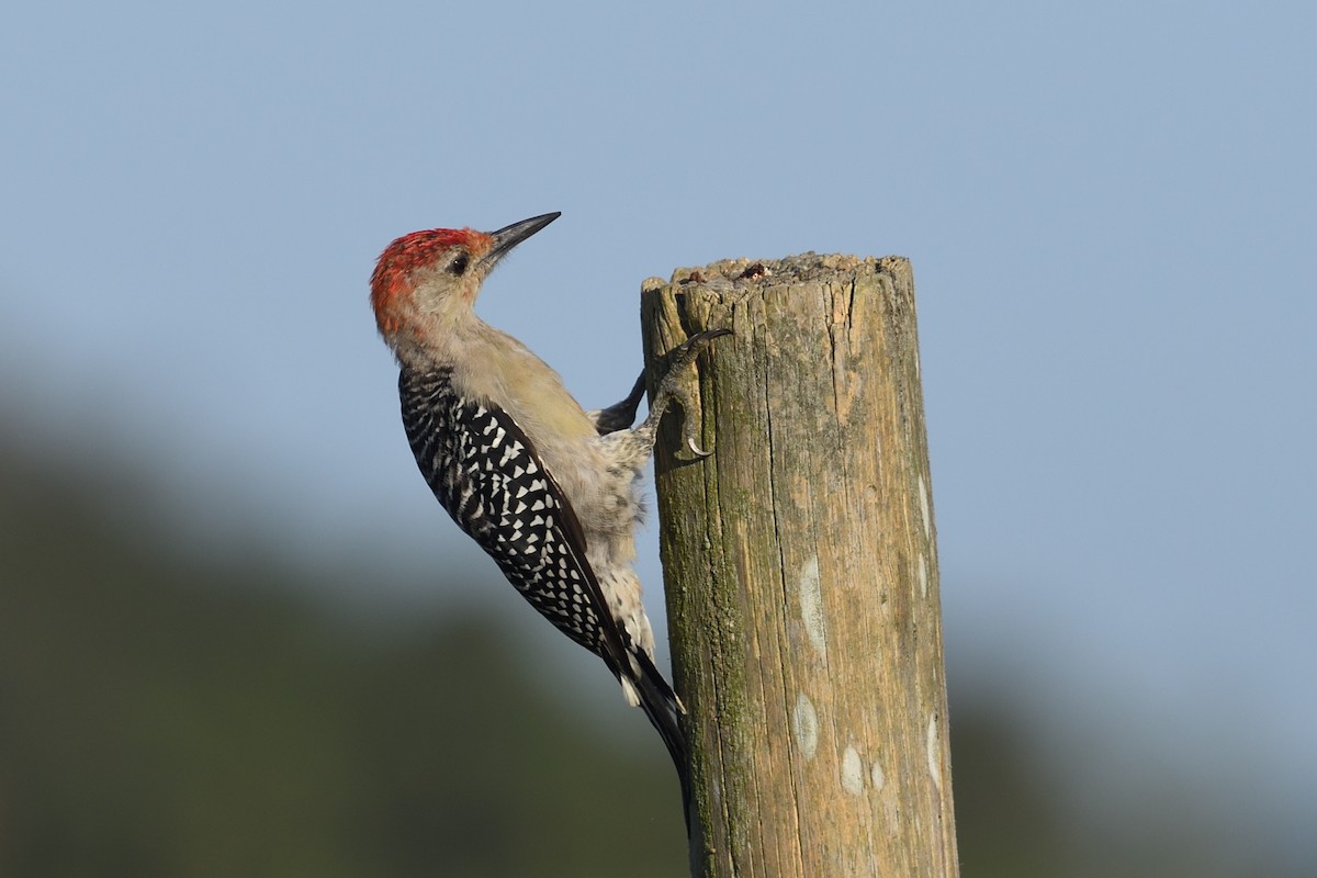 Red-bellied Woodpecker - ML608613655