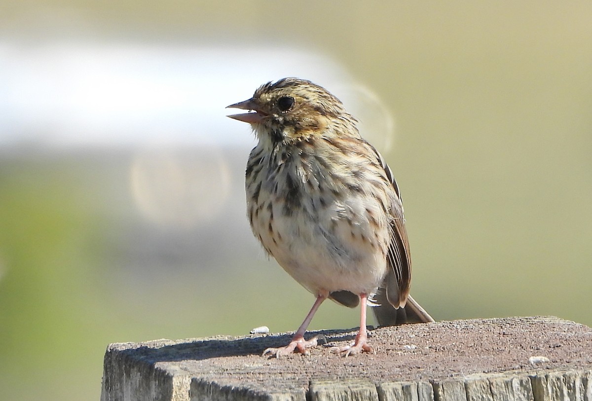 Savannah Sparrow - ML608613817