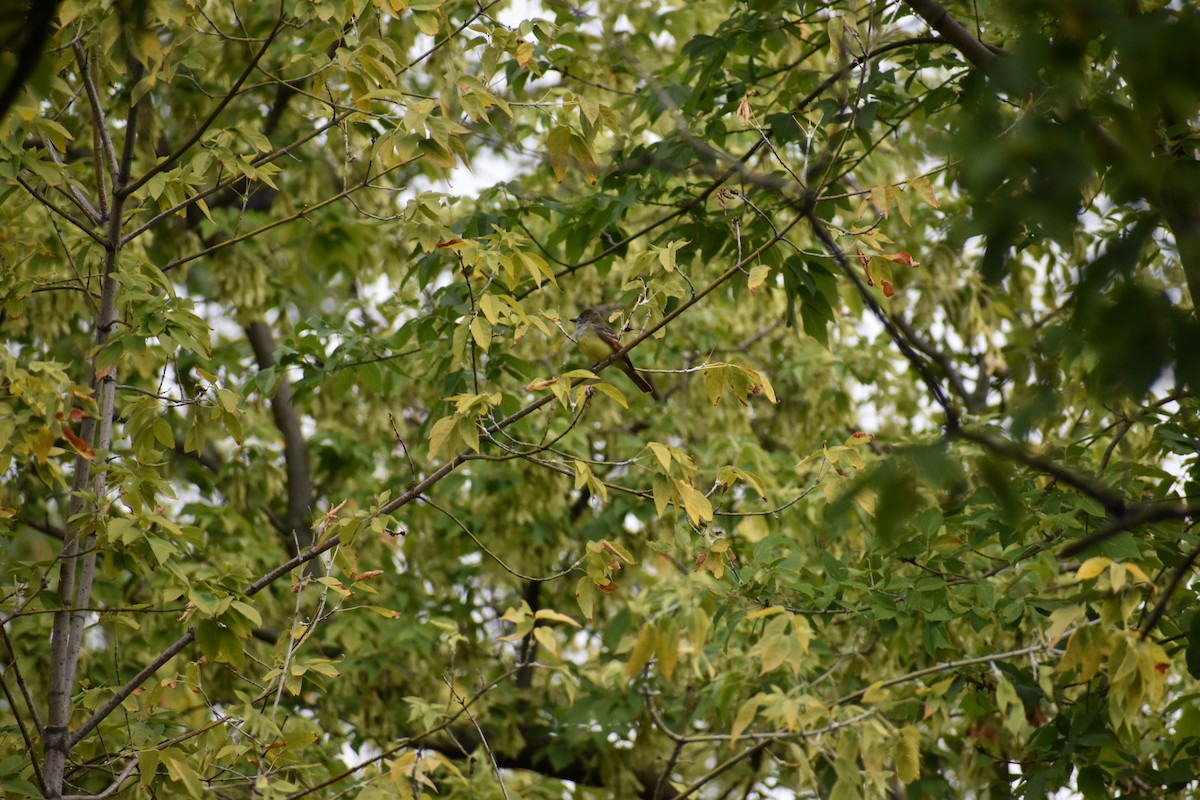 Great Crested Flycatcher - Mallory Schneider Birschbach