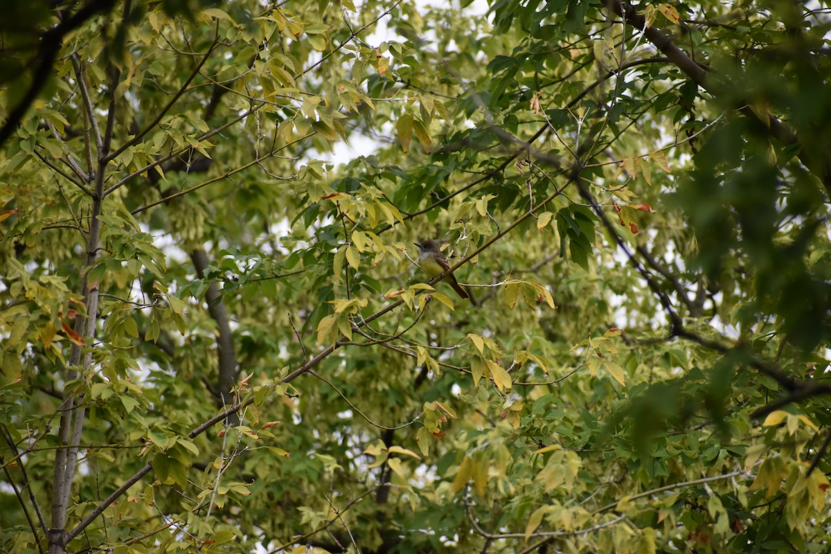 Great Crested Flycatcher - ML608613859