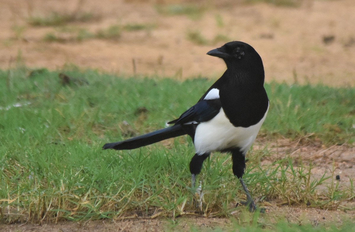 Eurasian Magpie - ML608613903