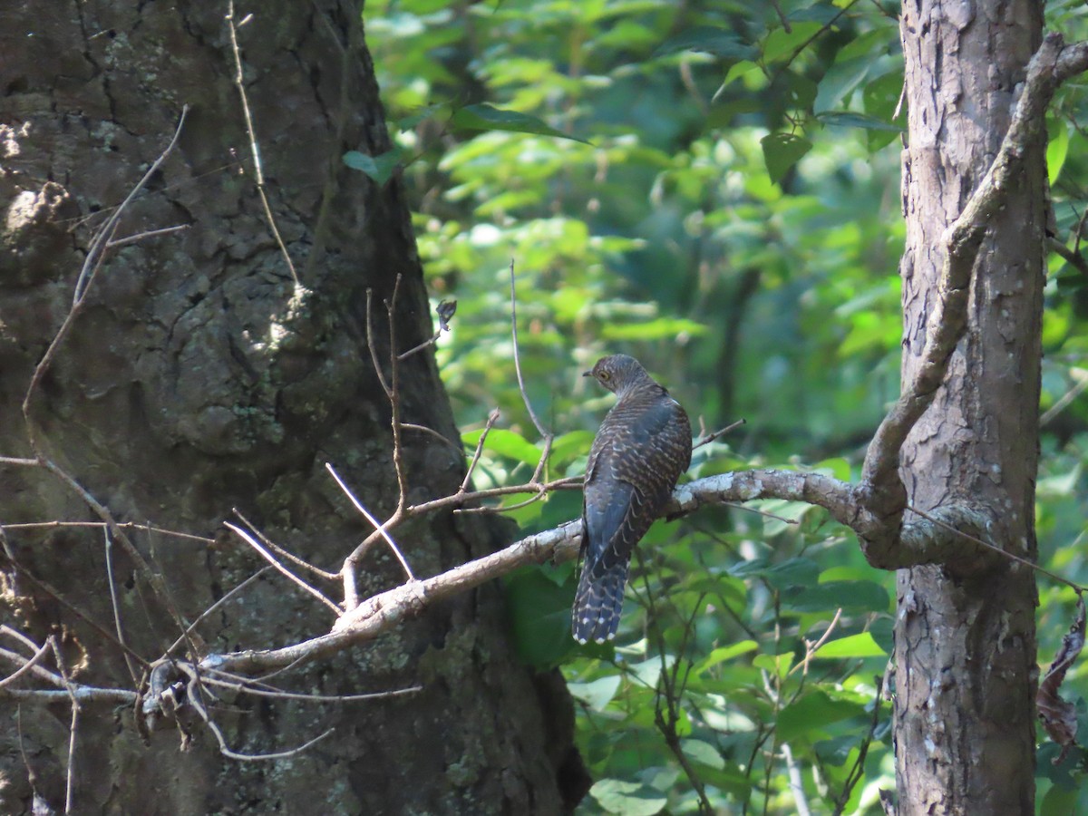 Indian Cuckoo - ML608613924