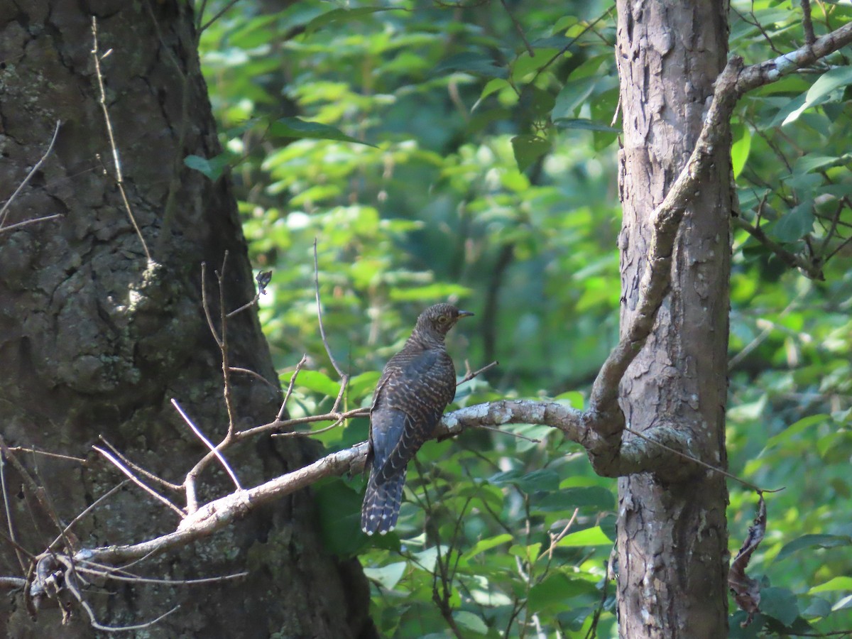 Indian Cuckoo - ML608613925