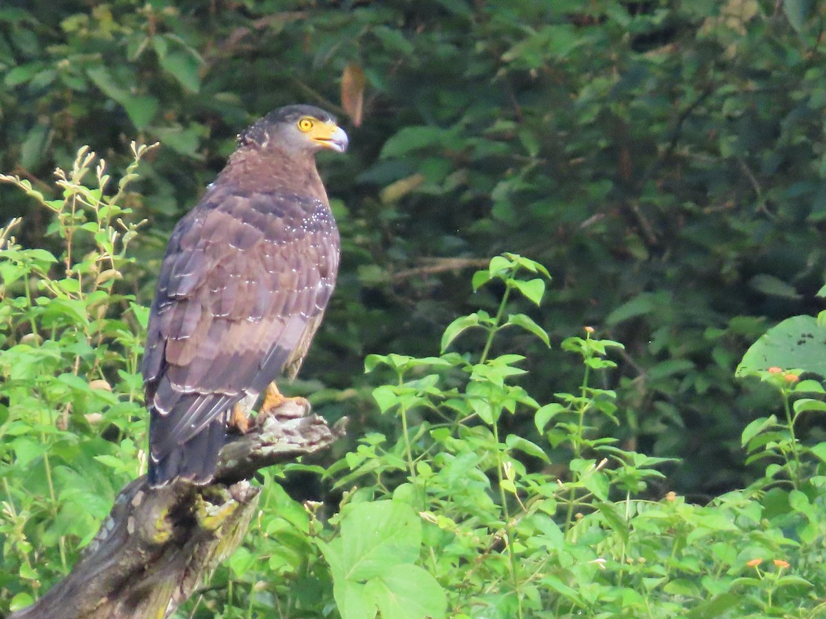 Haubenschlangenadler - ML608613947