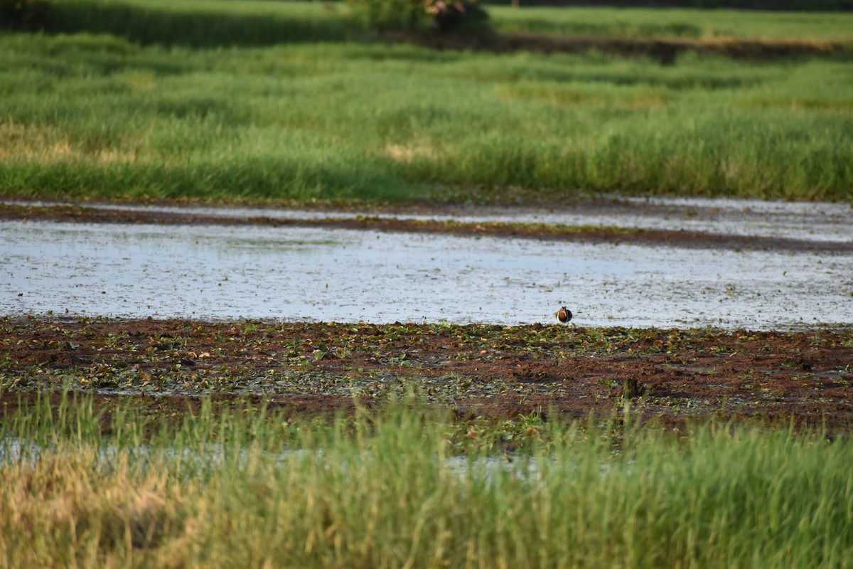 Greater Painted-Snipe - ML608613959