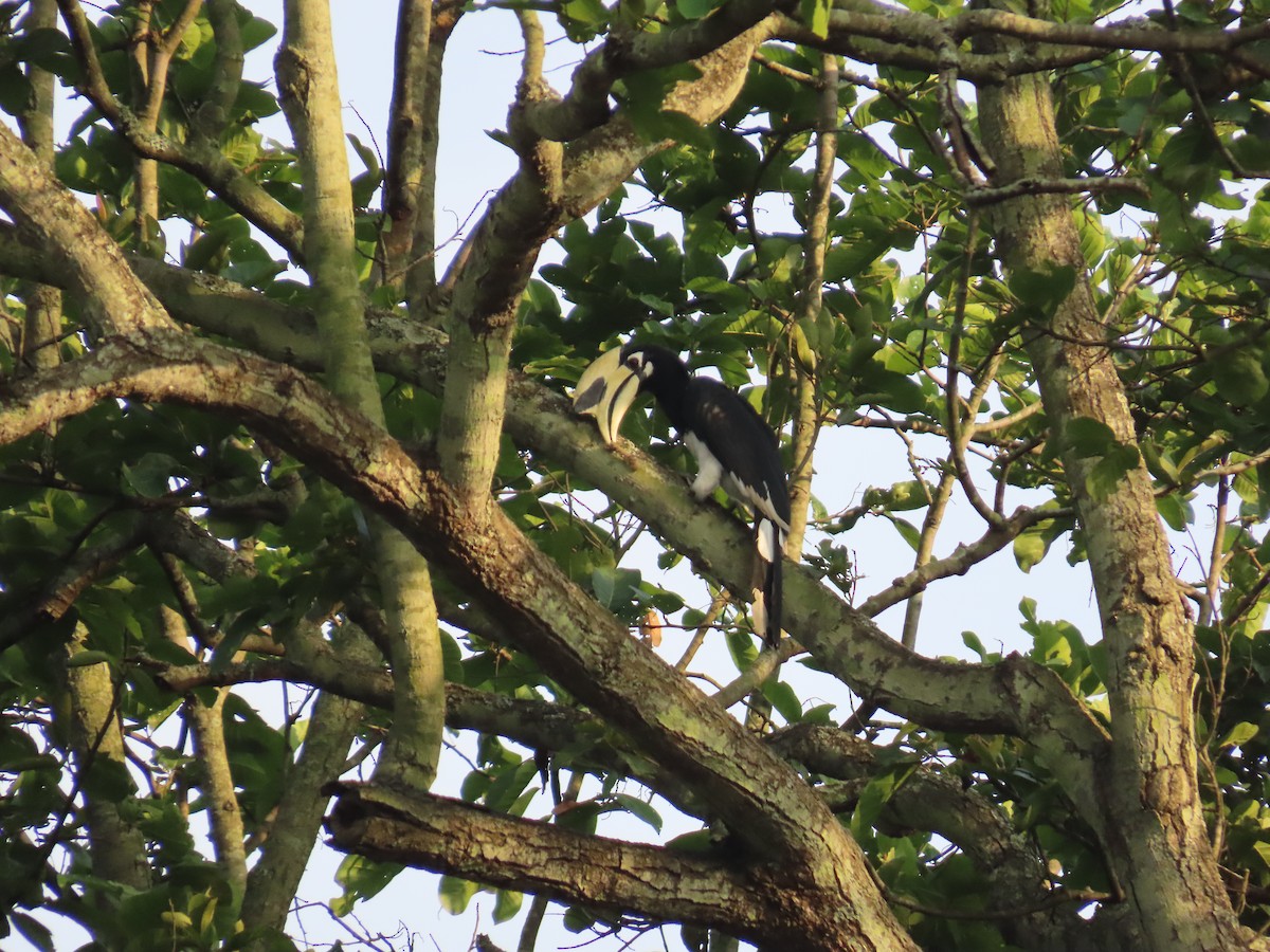 Oriental Pied-Hornbill - ML608613961