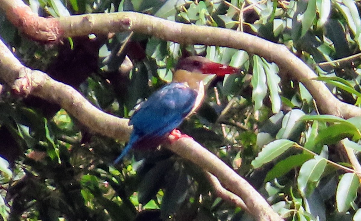 Stork-billed Kingfisher - ML608613974