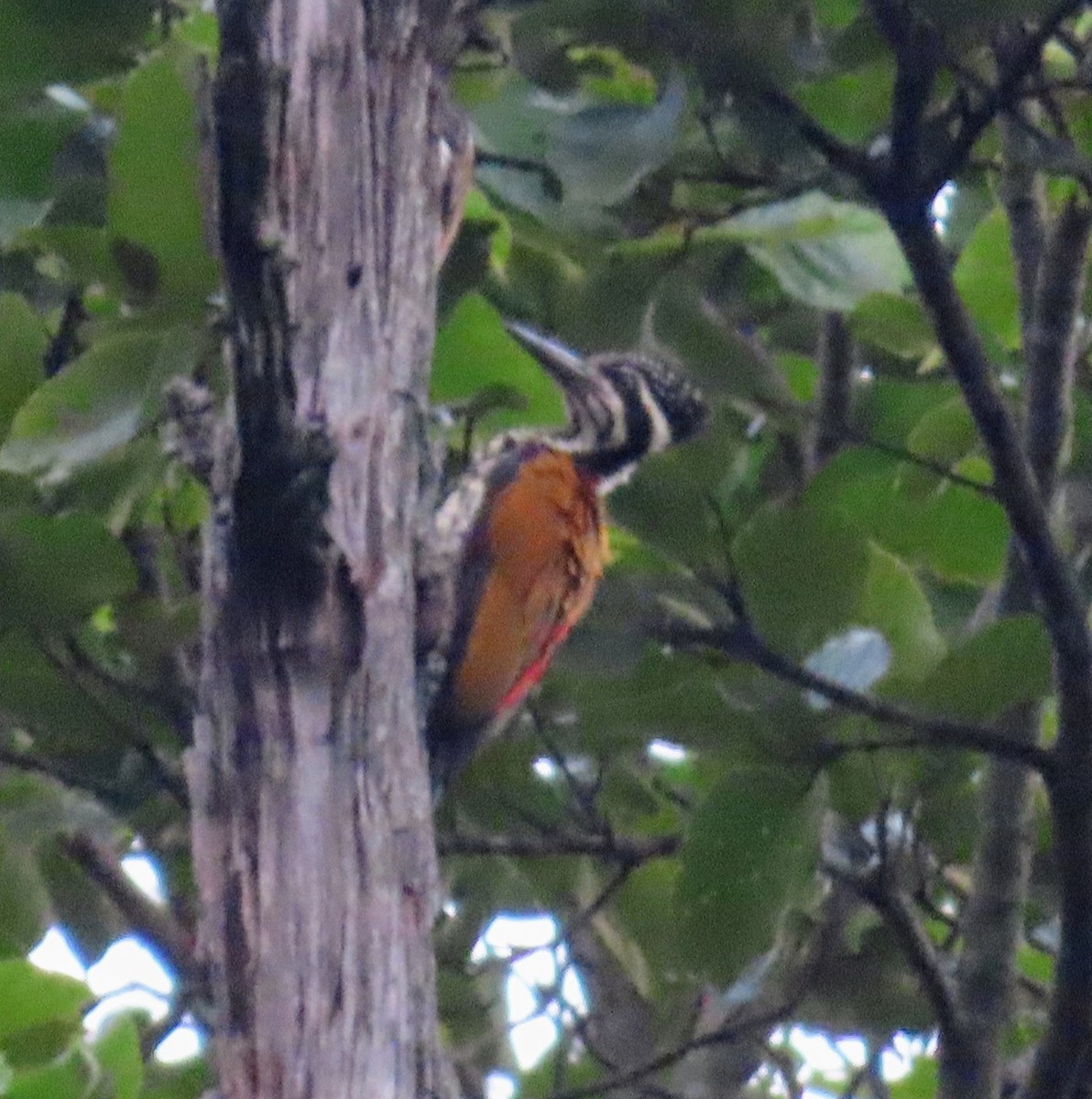 Greater Flameback - Chinmay Sawant