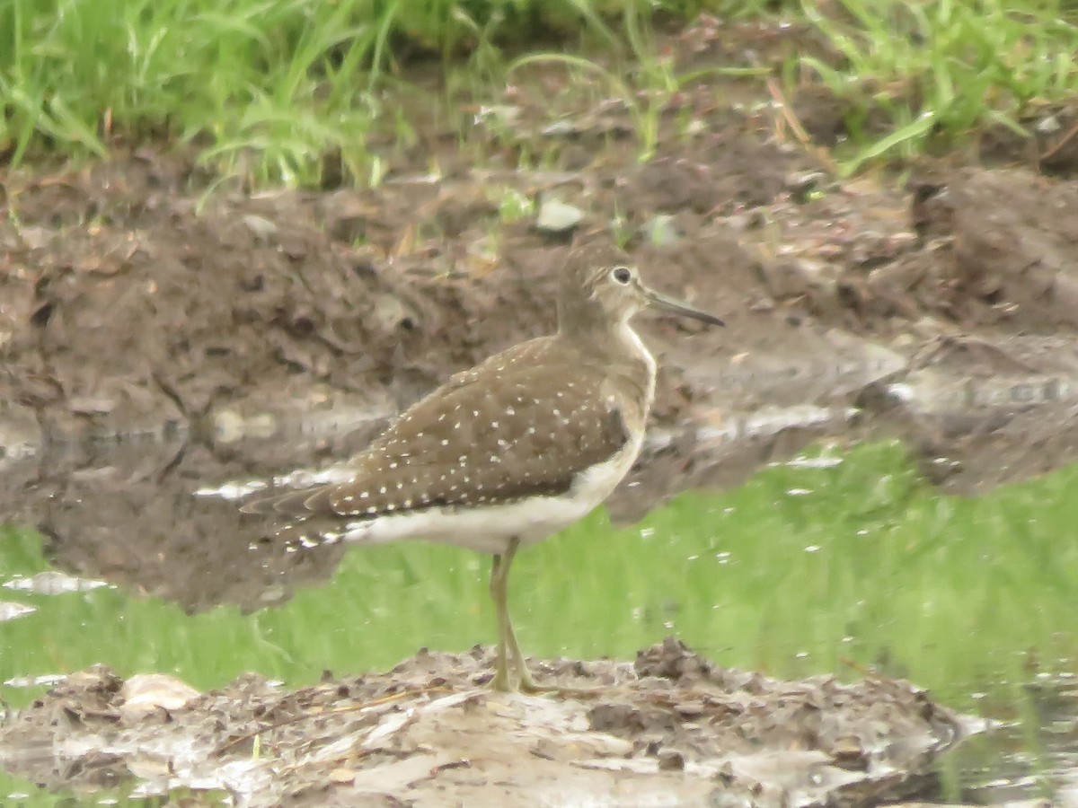 Solitary Sandpiper - ML608614019