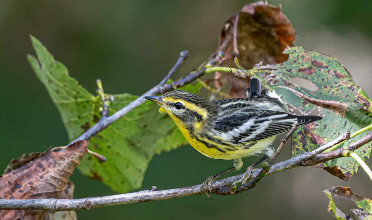 Blackburnian Warbler - ML608614032