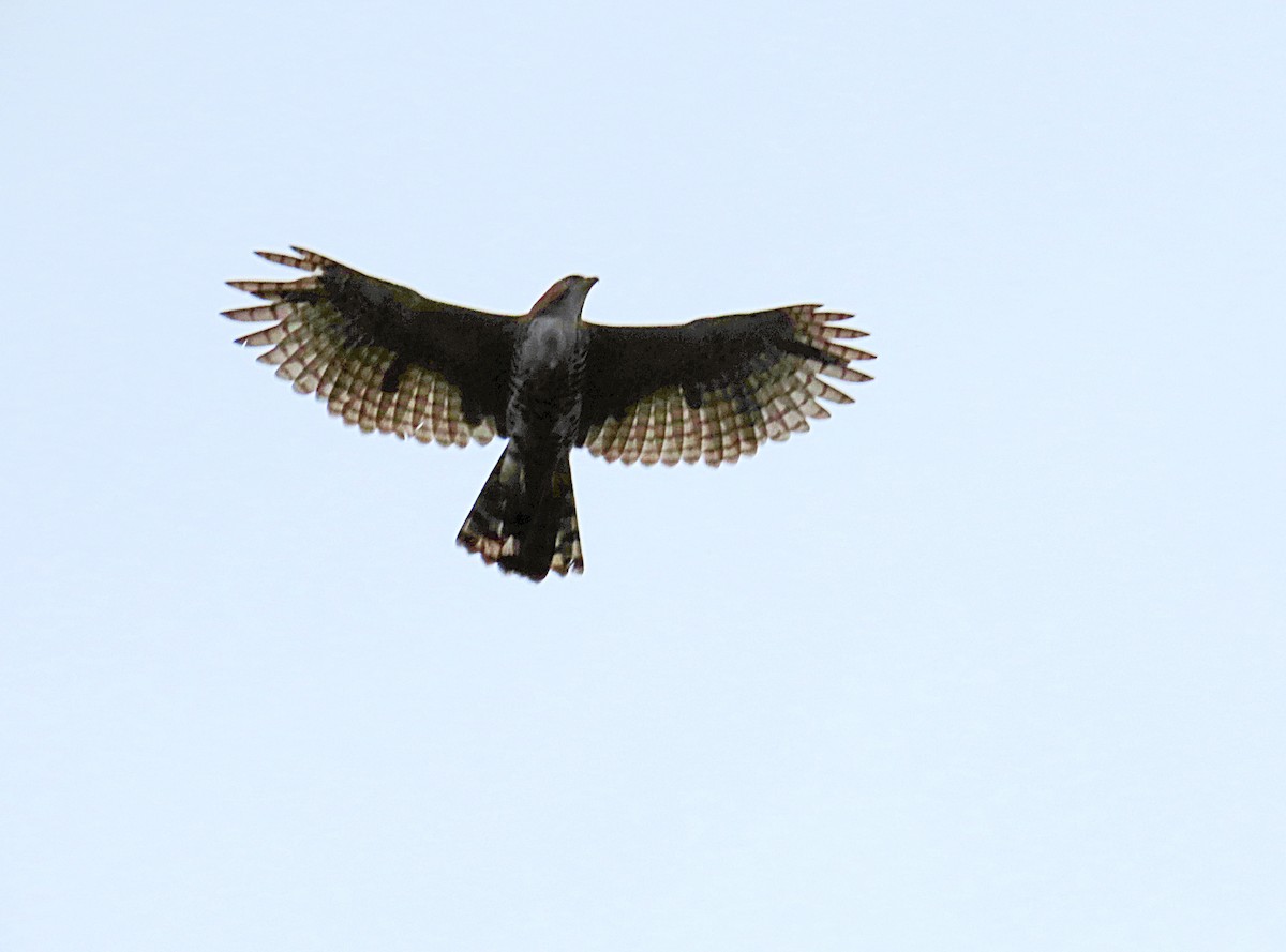 Ornate Hawk-Eagle - ML608614064