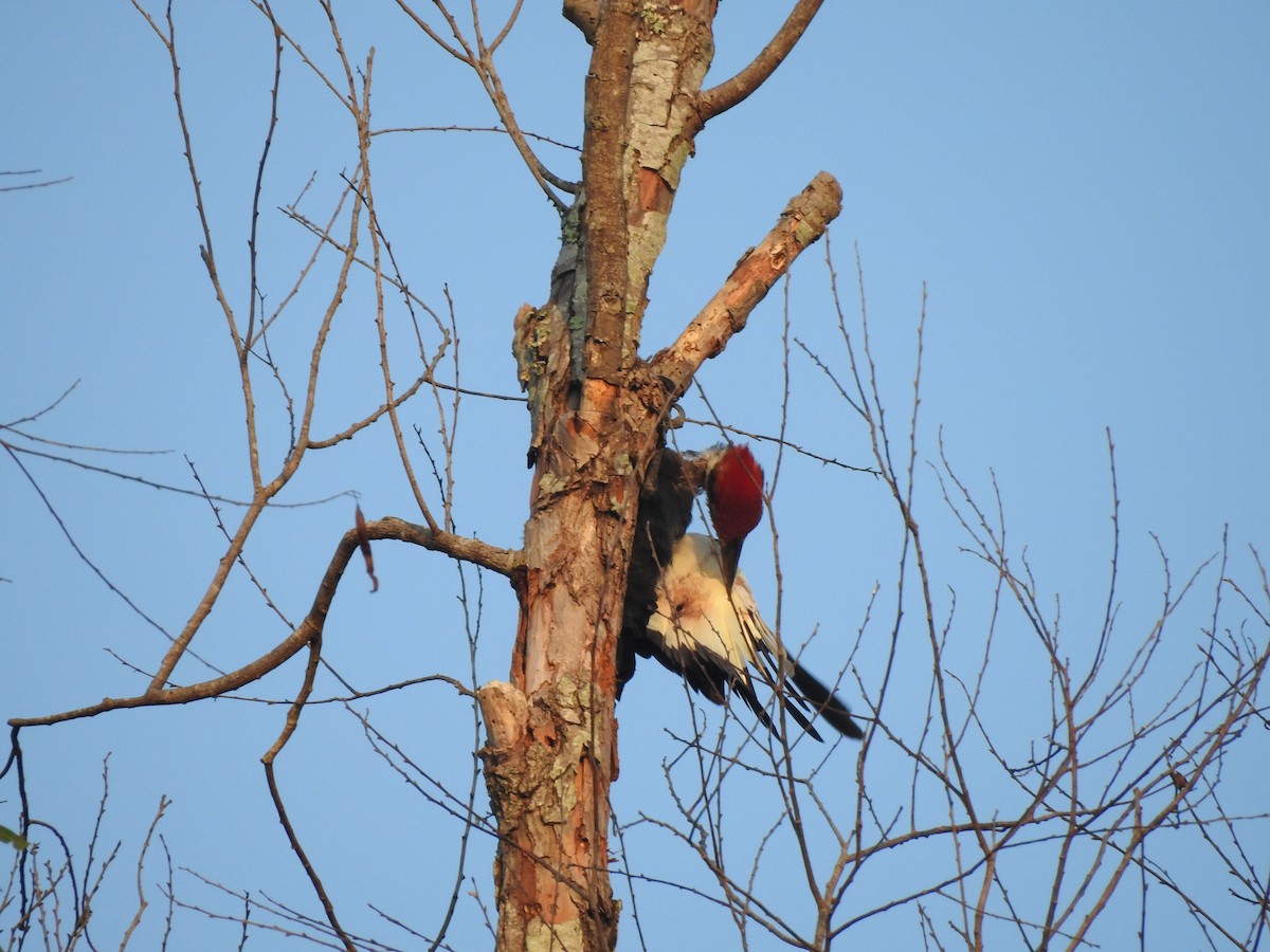Pileated Woodpecker - ML608614175