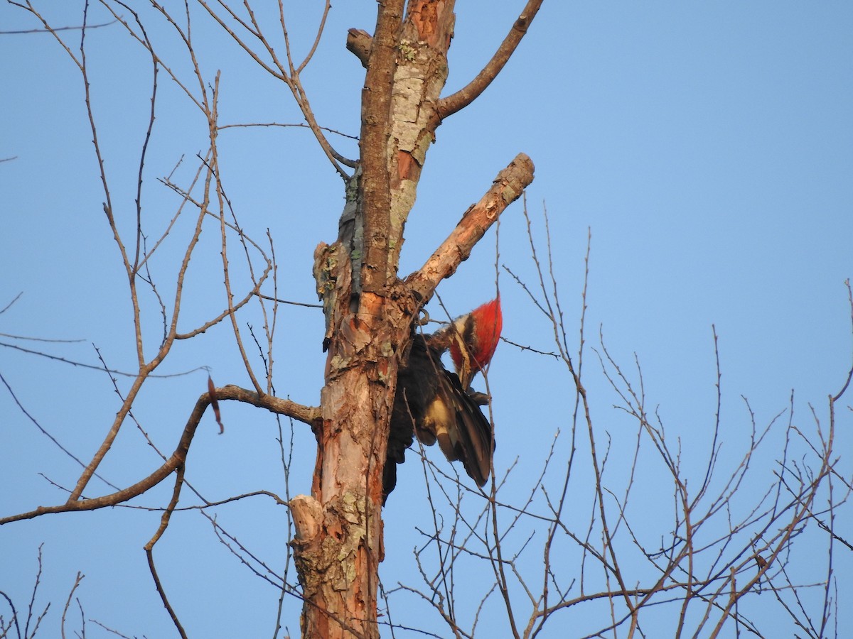 Pileated Woodpecker - ML608614176