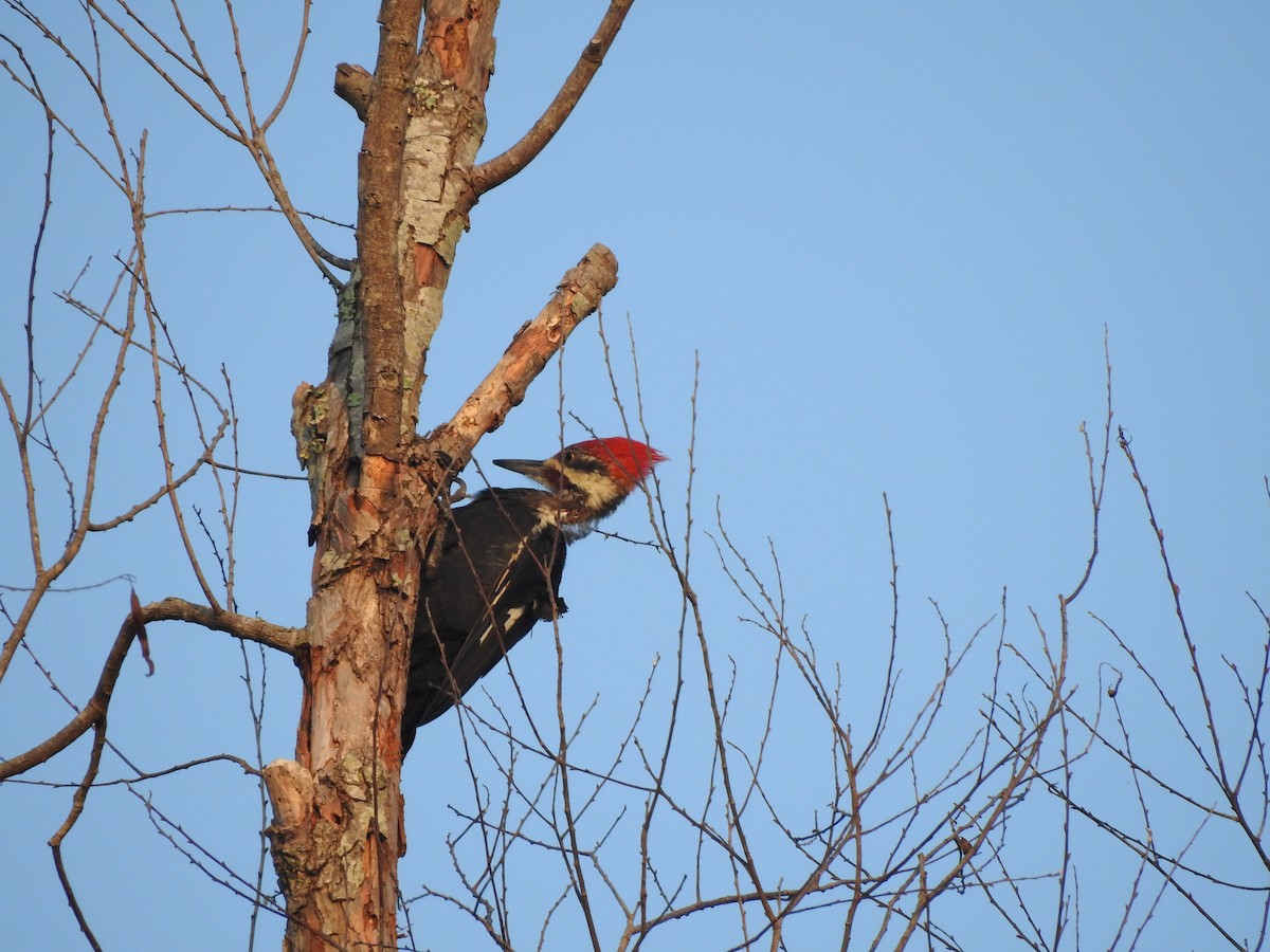 Pileated Woodpecker - Joseph Aubert