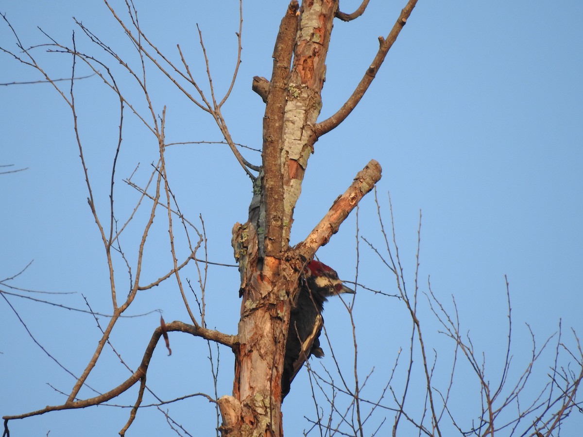 Pileated Woodpecker - ML608614180