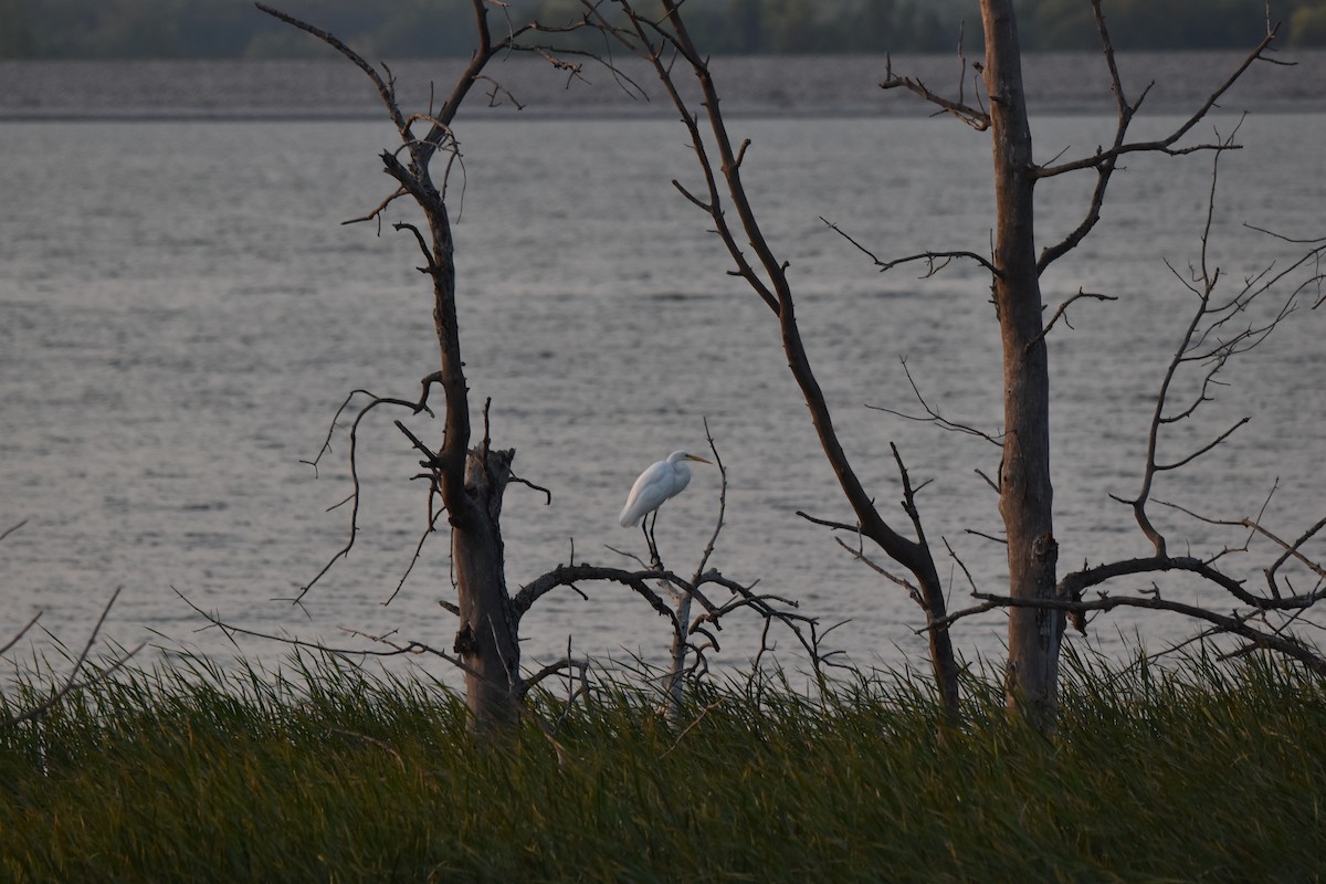 Great Egret - ML608614205