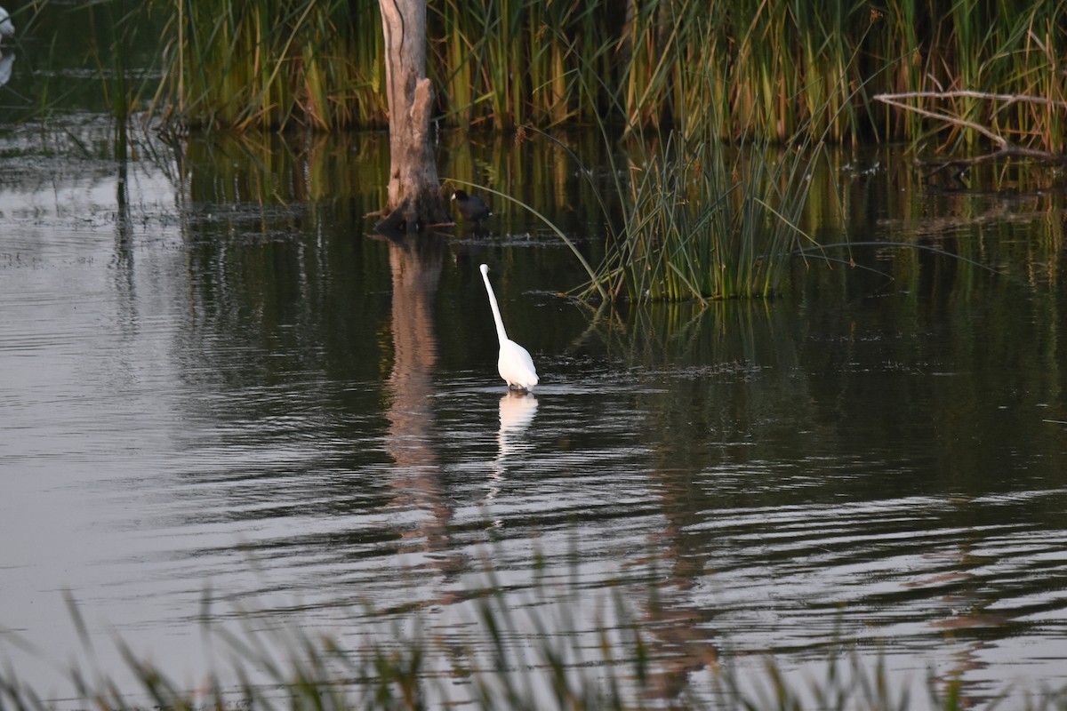 Great Egret - ML608614213