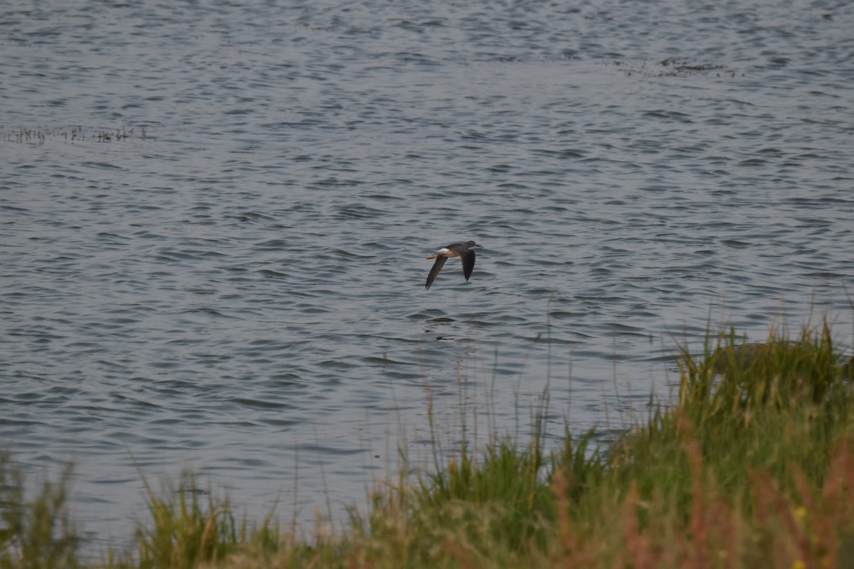 Lesser Yellowlegs - ML608614252