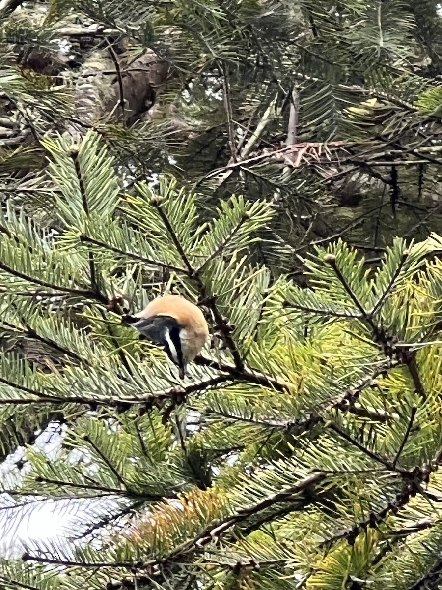 Red-breasted Nuthatch - ML608614336