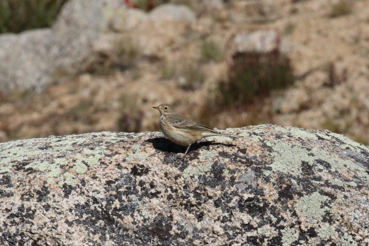 American Pipit - ML608614423