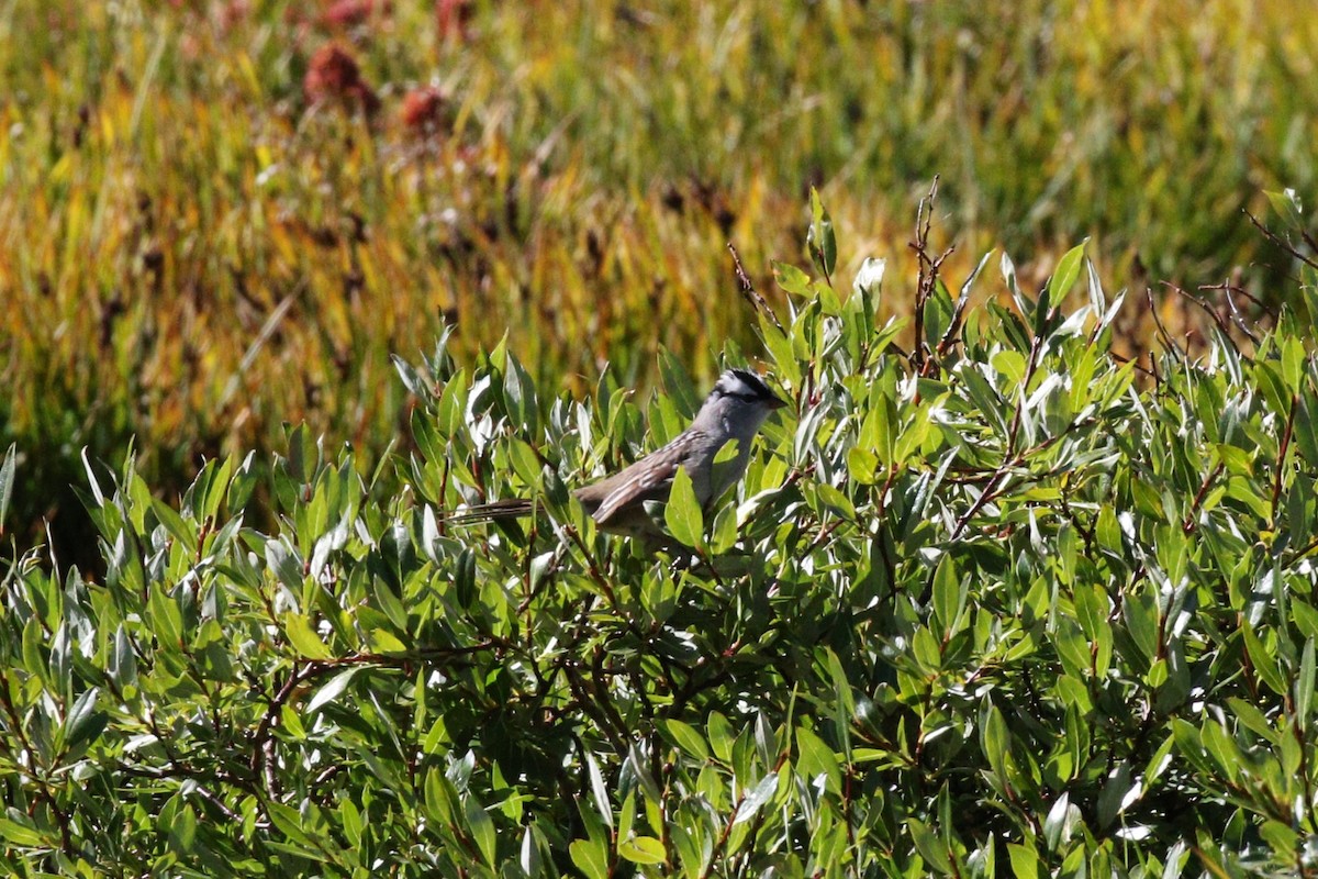 White-crowned Sparrow - ML608614428