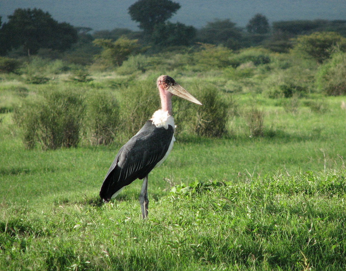 Marabú Africano - ML608614431