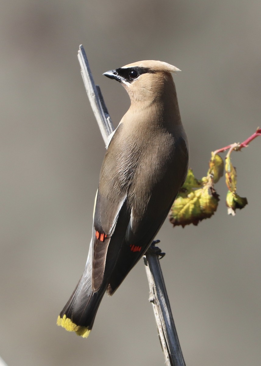 Cedar Waxwing - ML608614497