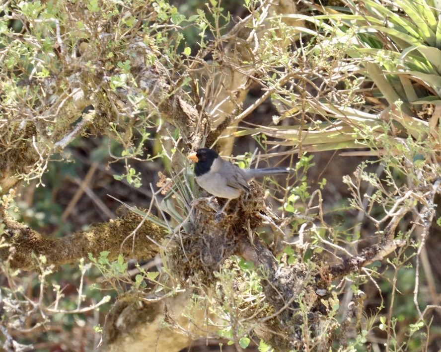 Black-cowled Saltator - Marcelo Quipo