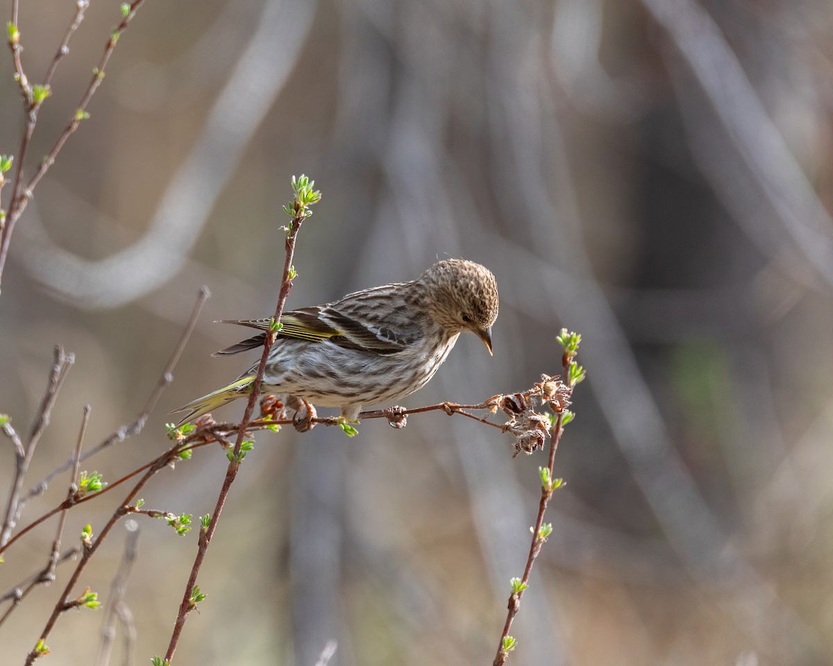 Pine Siskin - Linda Cunico