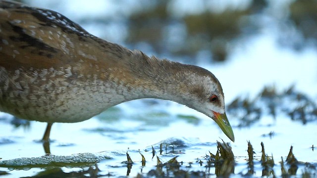 Little Crake - ML608614601