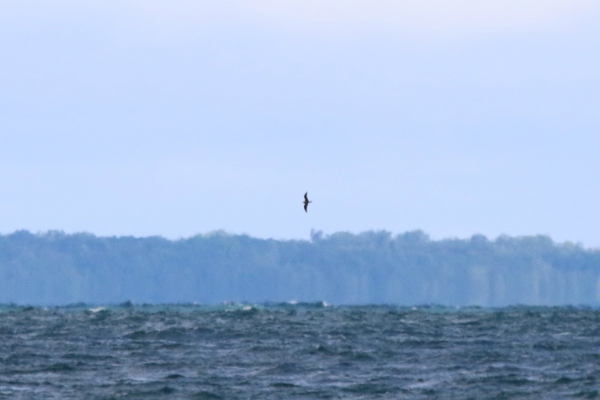 Parasitic Jaeger - Deryl Nethercott