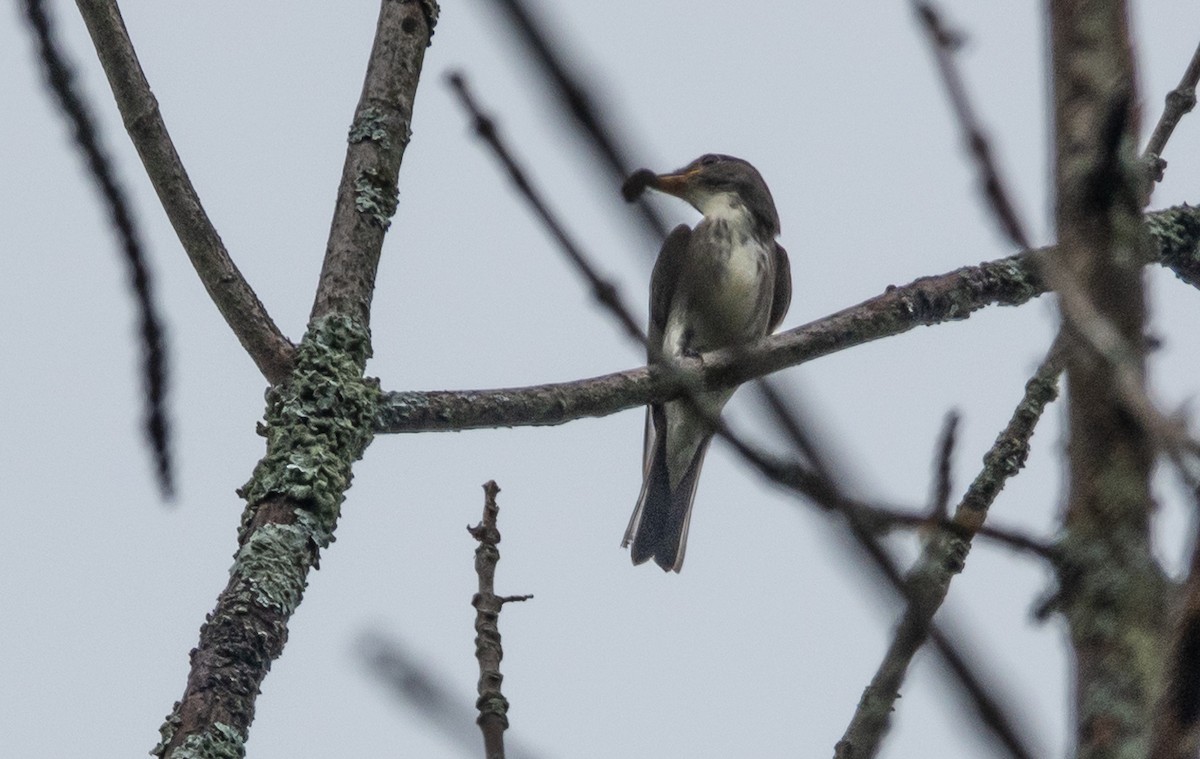 Olive-sided Flycatcher - ML608614828